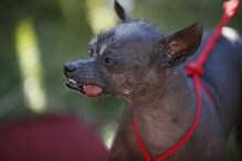 EUA, cães, feios, concurso, Califórnia
