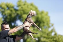 EUA, cães, feios, concurso, Califórnia
