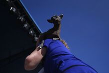 EUA, cães, feios, concurso, Califórnia