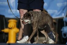 EUA, cães, feios, concurso, Califórnia