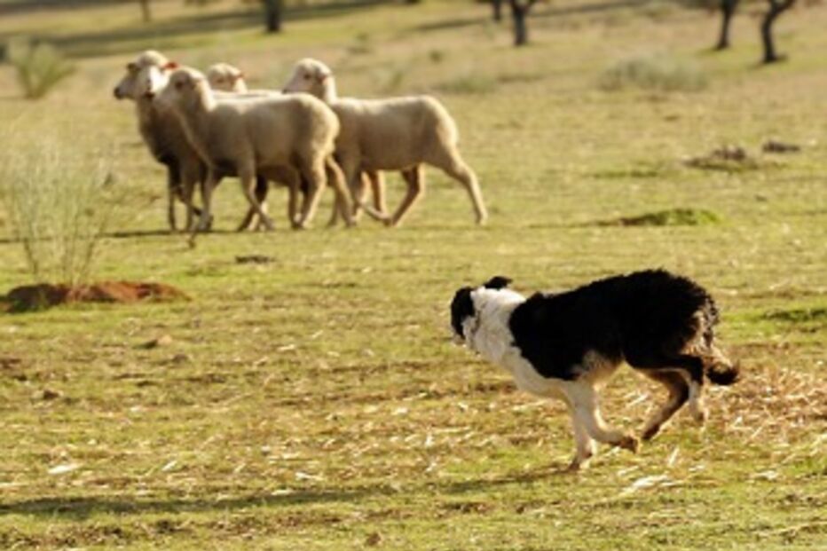 Tejo, internacional, Quercus, oferta, cães, pastores, animais, criadores, gado, Parque do Tejo Internacional, Samuel Infante, Quercus de Castelo Branco