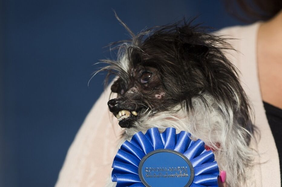 EUA, cães, feios, concurso, Califórnia