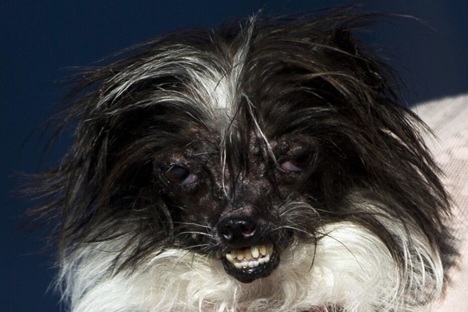 EUA, cães, feios, concurso, Califórnia