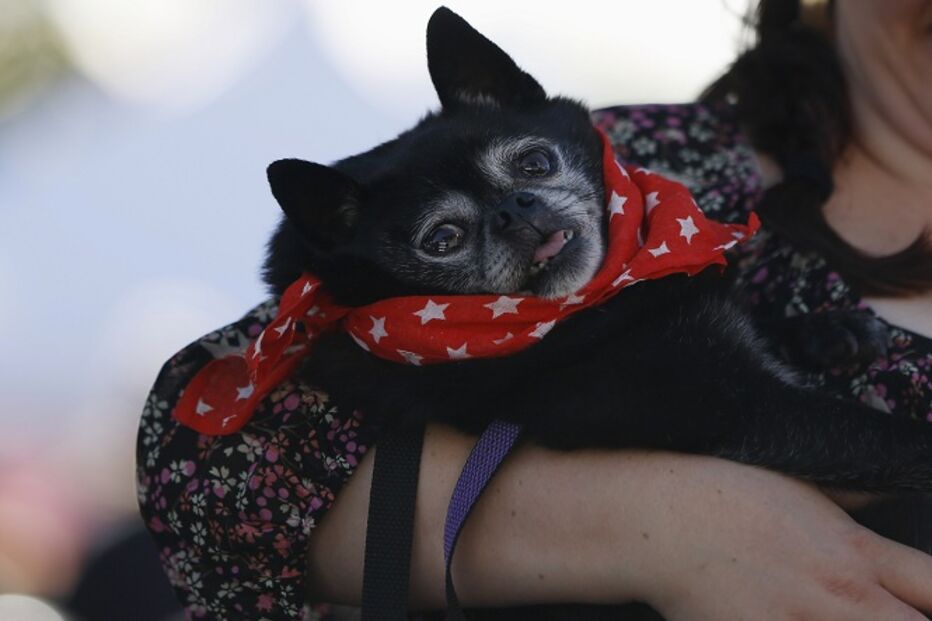 EUA, cães, feios, concurso, Califórnia
