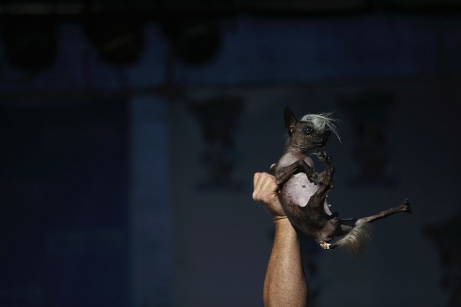 EUA, cães, feios, concurso, Califórnia
