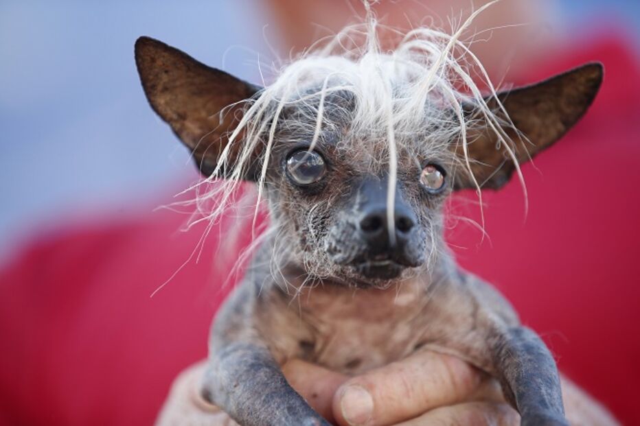 EUA, cães, feios, concurso, Califórnia