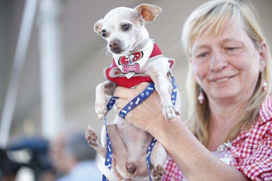 EUA, cães, feios, concurso, Califórnia