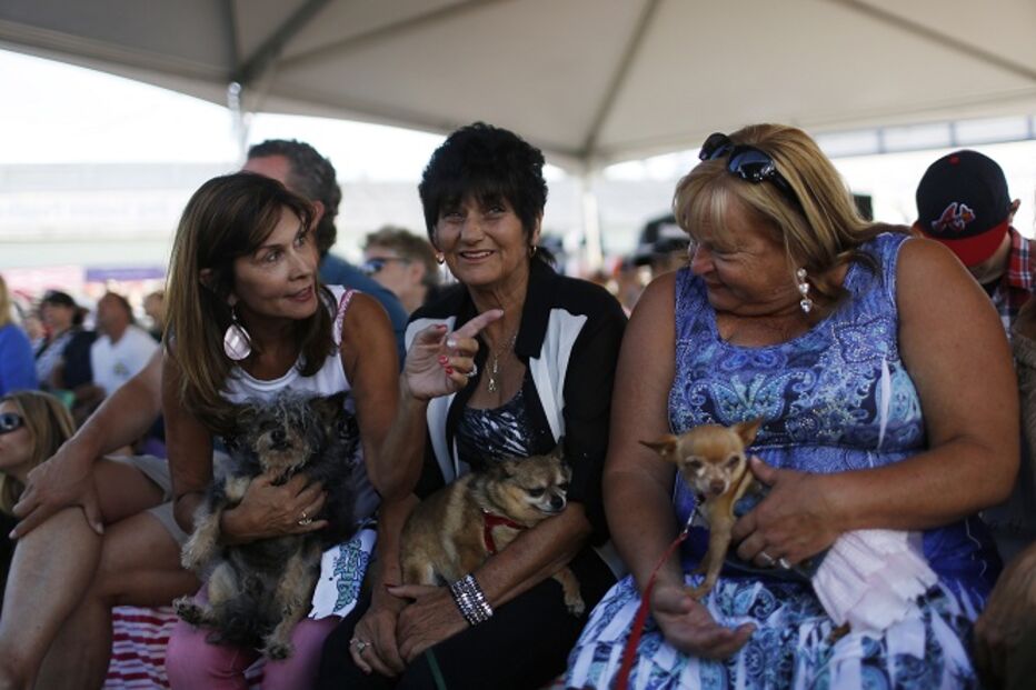 EUA, cães, feios, concurso, Califórnia