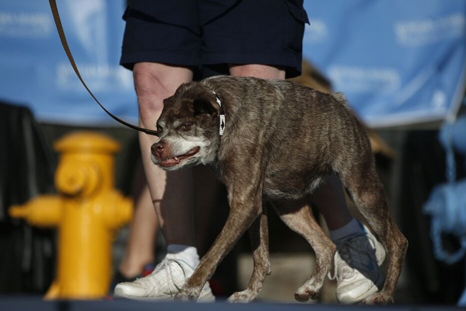 EUA, cães, feios, concurso, Califórnia