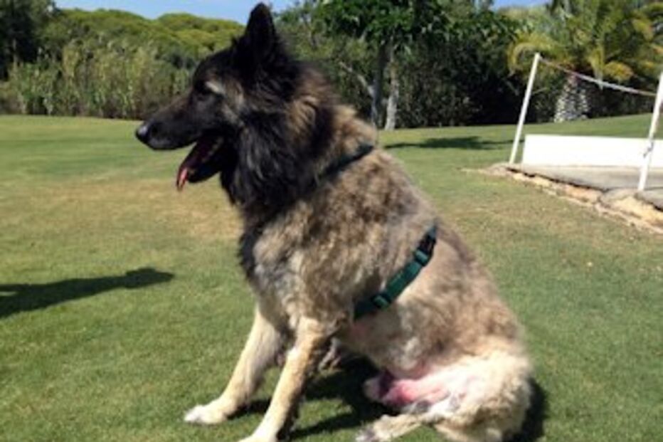 acidente, explosão, sobreviventes, cão, gato