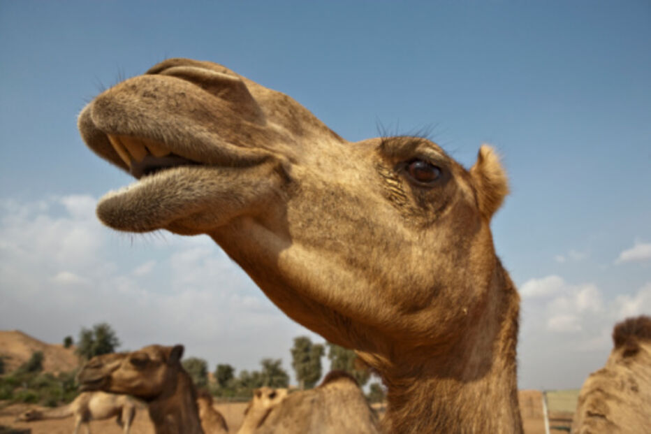 animal, reino, coelho, rato, vaca, barata, mito, abelha, camaleão, camelo