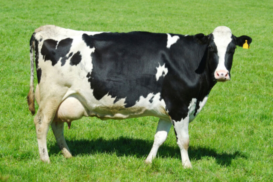 animal, reino, coelho, rato, vaca, barata, mito, abelha, camaleão, camelo