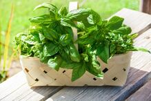 alimentação, alimentos, dormir, comer, serotonina, hormona, sono