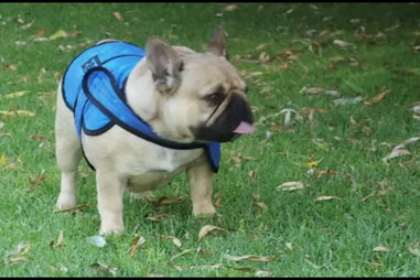 Tudo sobre a raça Buldogue Francês