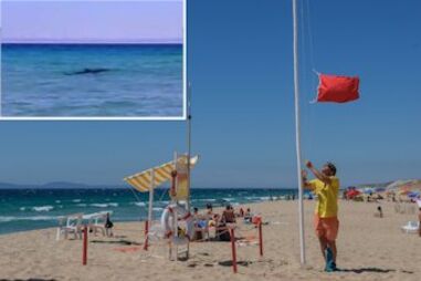 Grândola, praias, tubarão, Pedo, Carvalhal, Alentejo, golfinhos