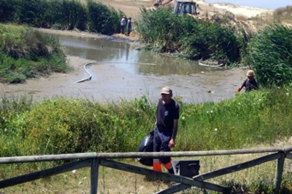 Vinte e cinco, patos, encontrados, mortos, praia, Figueira da Foz