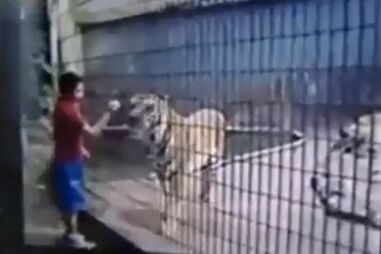Menino perde braço após ataque de tigre em zoo