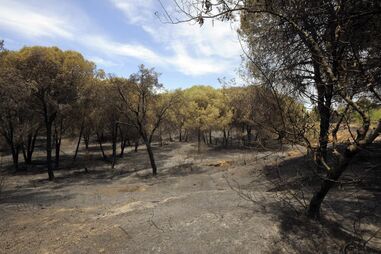 Seia, Baiol, acidente de trabalho, floresta, pinheiros,