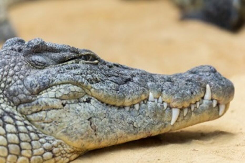 ataque, crocodilo, rapaz, florida, estados unidos