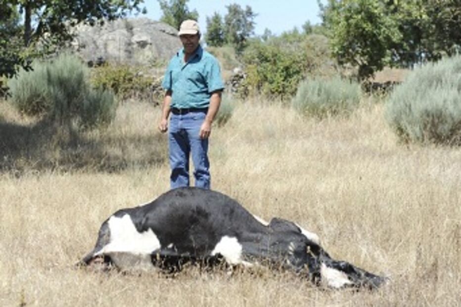 distrito, guarda, lobos, morte, animais, propriedades, josé felícia, cabeças de gado, Sabugal, Figueira de Castelo Rodrigo, Freixo, Almeida