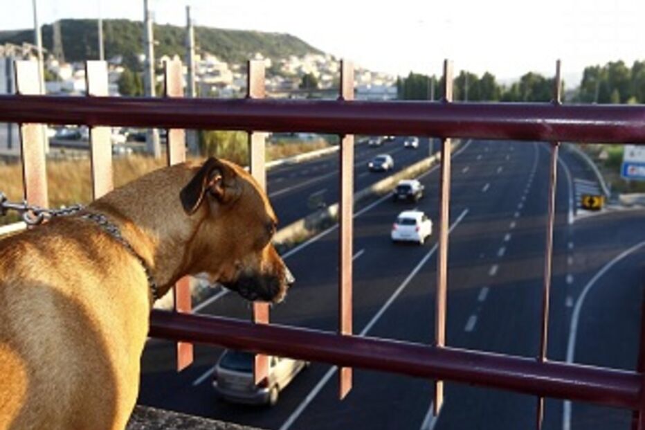Gaia, Centro de Reabilitação Animal, Animais abandonados, Sociedade