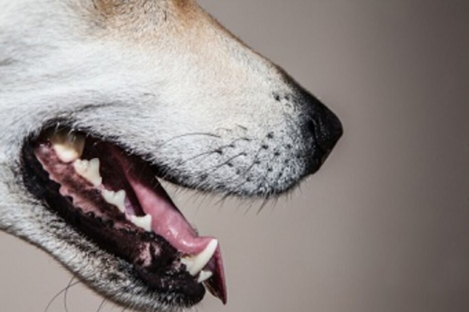 Almargem do Bispo, ataque, cadela, sintra, gnr, recolha, animal, Hospital de Santa Maria, Lisboa