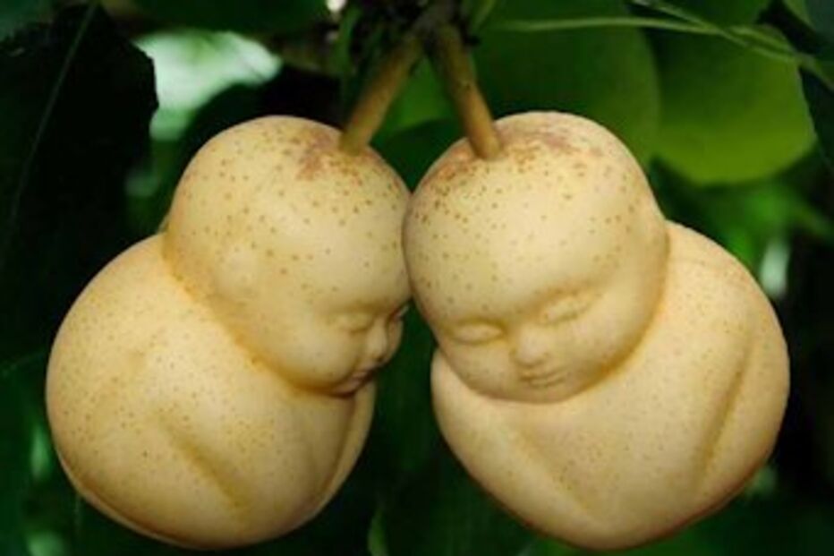 Fruit Mould, moldes, peras, melancia, buda