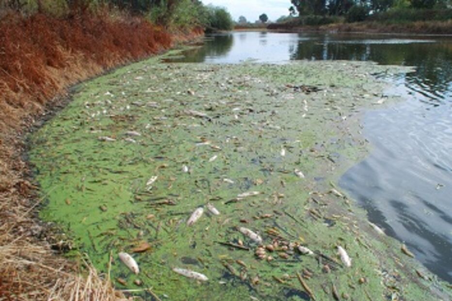 Rio da Vala Real, Salvaterra de Magos, Tejo, carpas, GNR, Almeirim
