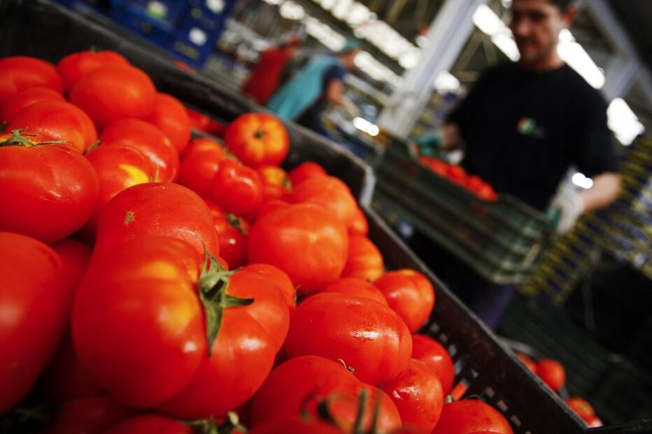 tomates, comer