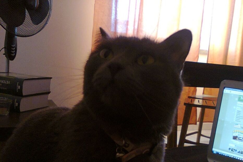 animal, perdido, find my pet