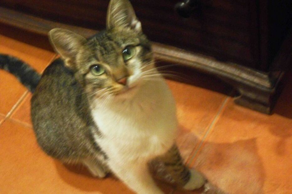 animal, perdido, find my pet