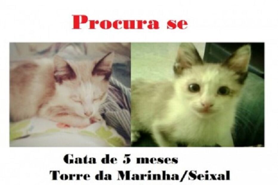 animal, perdido, find my pet