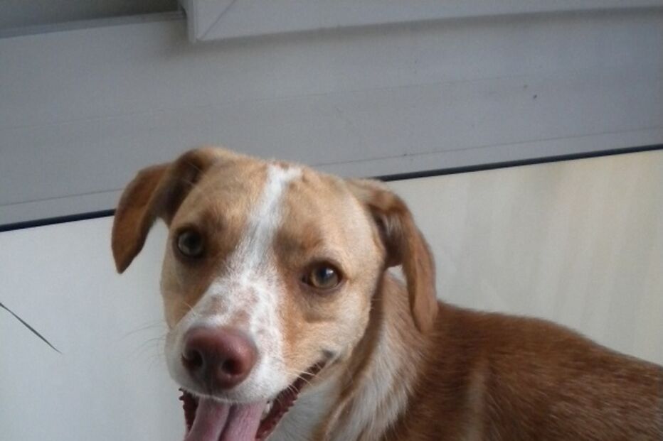 animal, perdido, find my pet