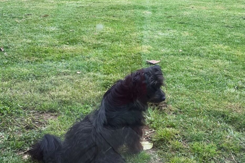 animal, perdido, find my pet