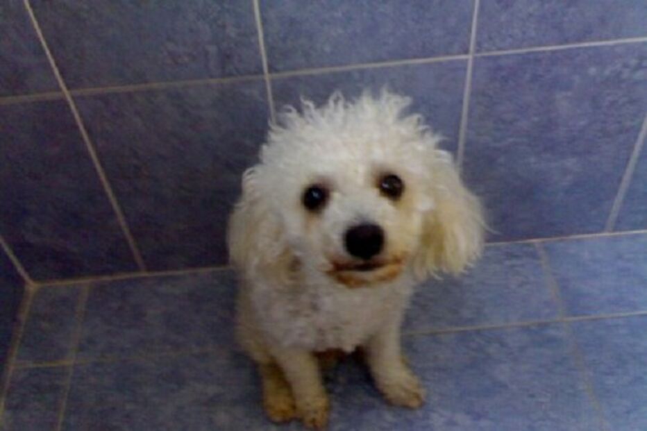 animal, perdido, find my pet