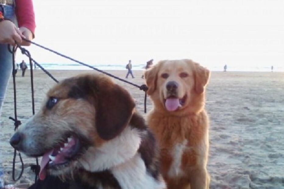 animal, perdido, find my pet