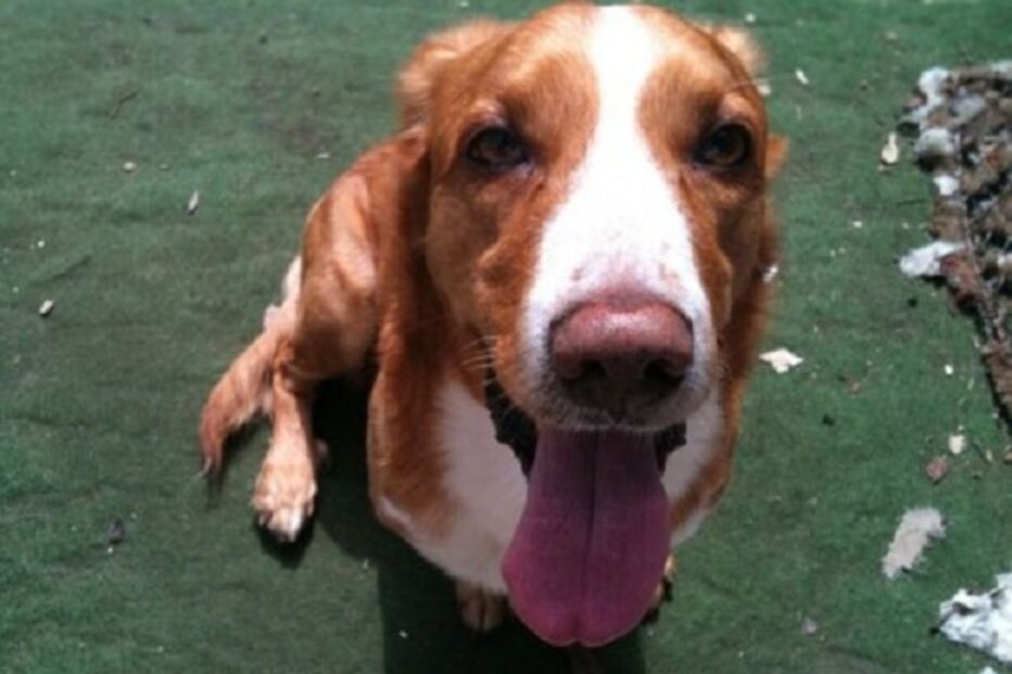 animal, perdido, find my pet