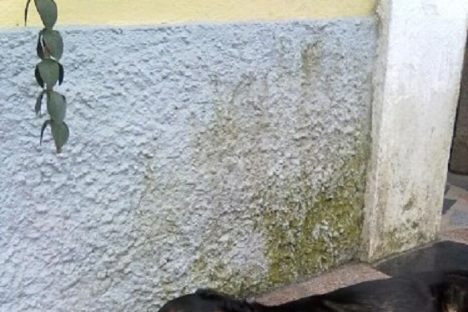 animal, perdido, find my pet