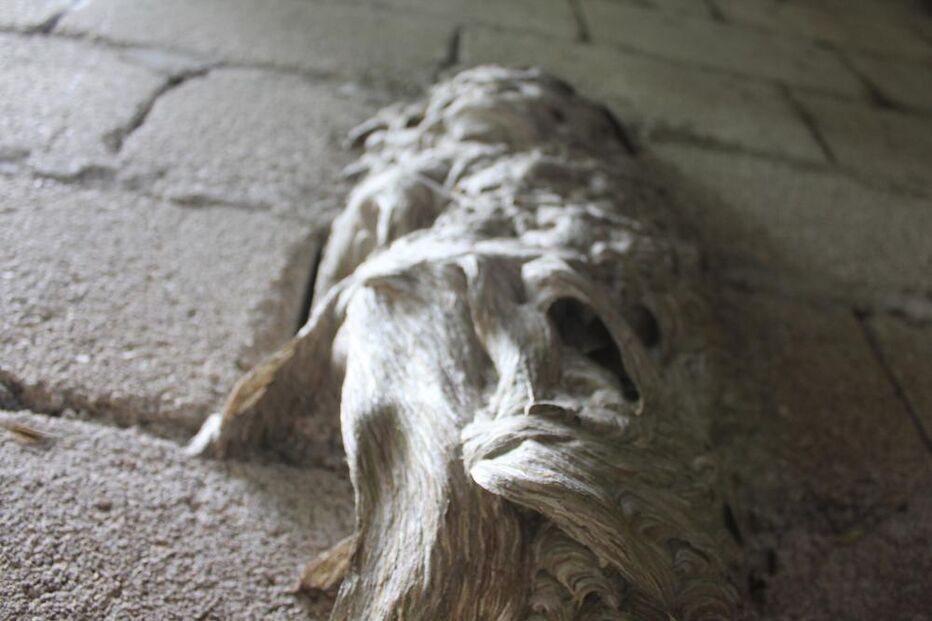 Câmara, Porto, destruição, ninhos, vespas, asiáticas