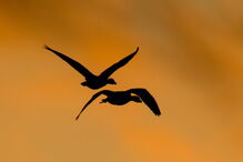 03-09-2014_22_37_34 passaros.JPG