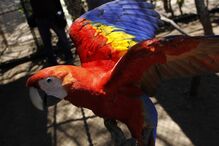 Arara Macau, Ara Macao