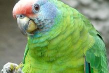 Papagaio-de-cara-roxa, Amazona brasiliensis.