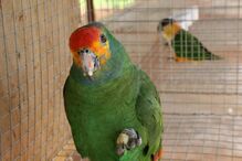 Chauá, Amazona rhodocorytha