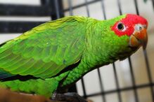 Papagaio-da-serra, Amazona pretrei