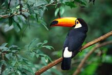 Tucano, Ramphastos toco Mül