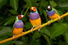 Diamante-de-gould, Chloebia gouldiae