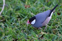 Calafate, Padda oryzivora