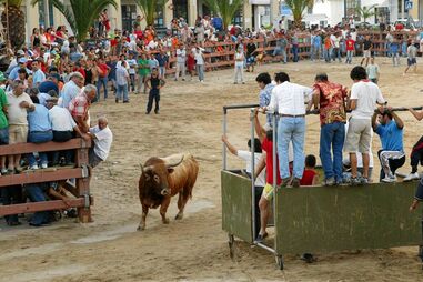 Toiros, festas, Moita