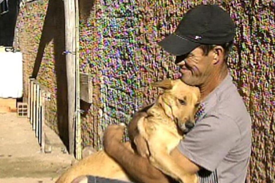 cadela, animal, kiara, brasil