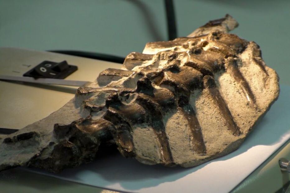 Torres Vedras, Fernando Escaso, paleontólogos